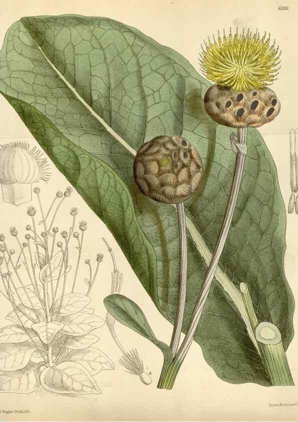 Reproducción/Reproduction 35357724726: Curtis's botanical magazine.. London ; New York [etc.] :Academic Press [etc.]