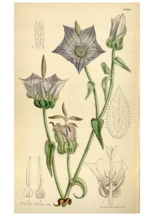 Reproducción/Reproduction 35357727896: Curtis's botanical magazine.. London ; New York [etc.] :Academic Press [etc.]