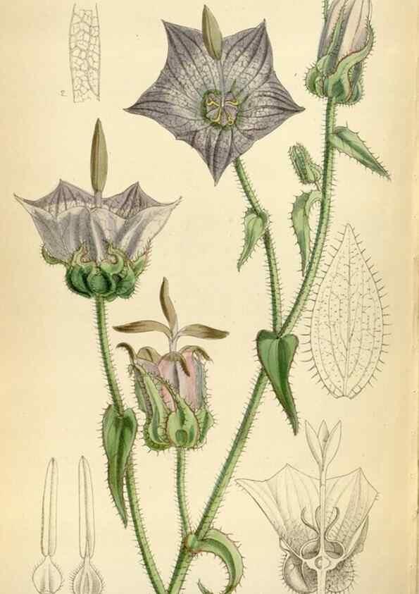 Reproducción/Reproduction 35357727896: Curtis's botanical magazine.. London ; New York [etc.] :Academic Press [etc.]