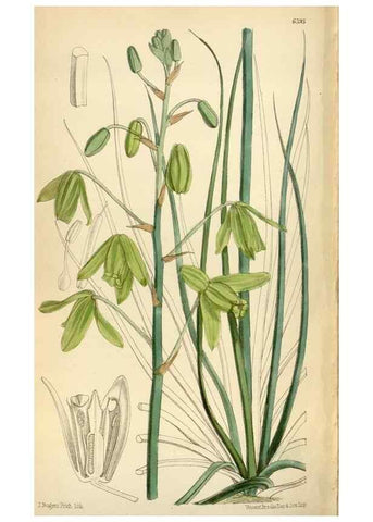 Reproducción/Reproduction 35357729656: Curtis's botanical magazine.. London ; New York [etc.] :Academic Press [etc.]