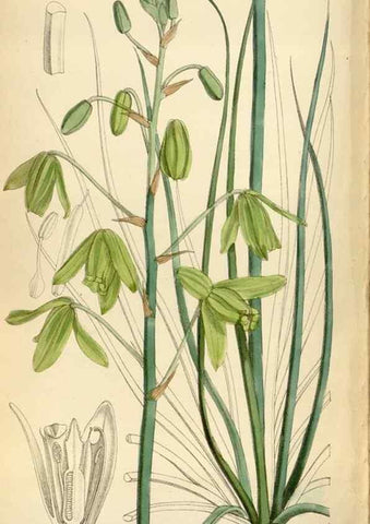 Reproducción/Reproduction 35357729656: Curtis's botanical magazine.. London ; New York [etc.] :Academic Press [etc.]