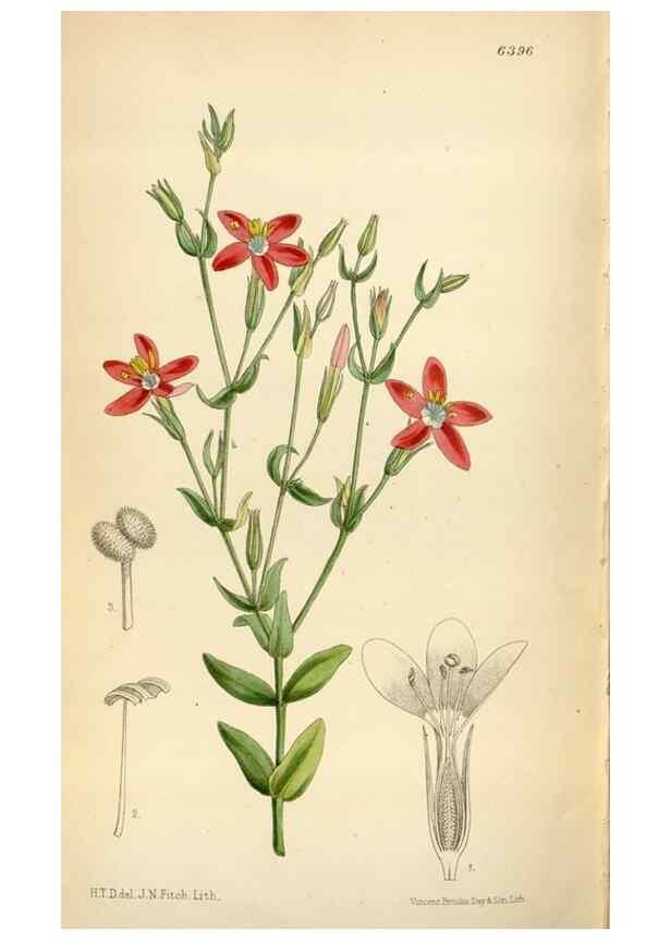 Reproducción/Reproduction 35009988340: Curtis's botanical magazine.. London ; New York [etc.] :Academic Press [etc.]