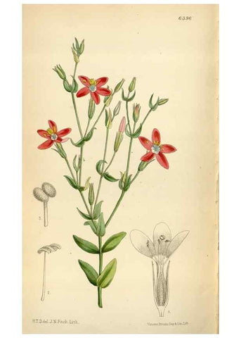 Reproducción/Reproduction 35009988340: Curtis's botanical magazine.. London ; New York [etc.] :Academic Press [etc.]