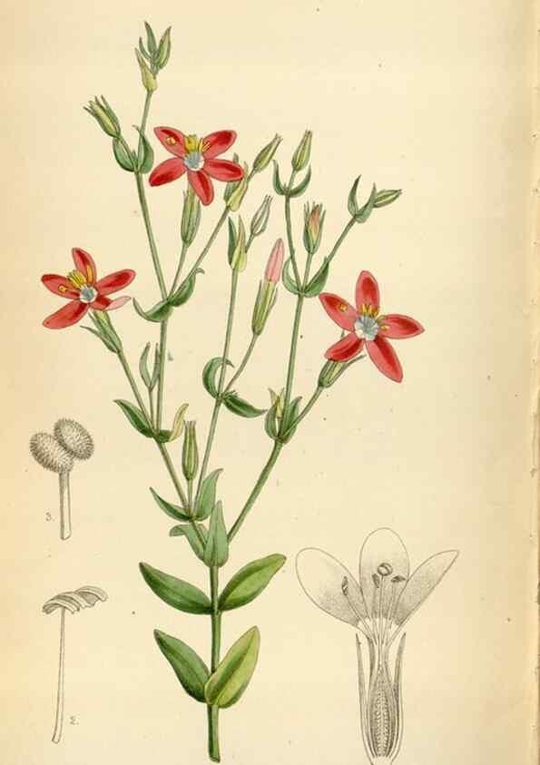 Reproducción/Reproduction 35009988340: Curtis's botanical magazine.. London ; New York [etc.] :Academic Press [etc.]