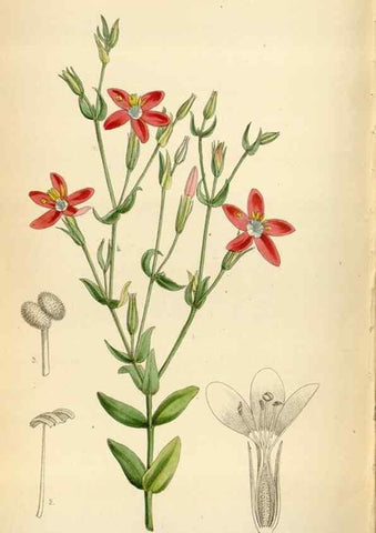 Reproducción/Reproduction 35009988340: Curtis's botanical magazine.. London ; New York [etc.] :Academic Press [etc.]