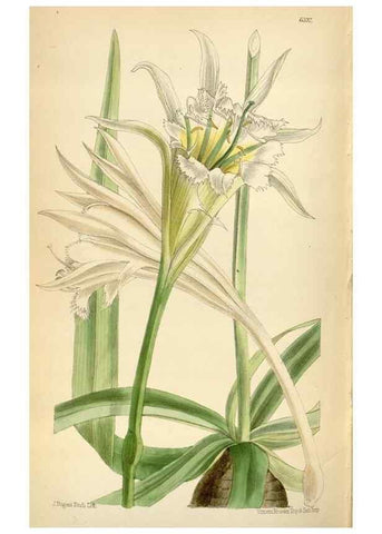 Reproducción/Reproduction 35230569252: Curtis's botanical magazine.. London ; New York [etc.] :Academic Press [etc.]