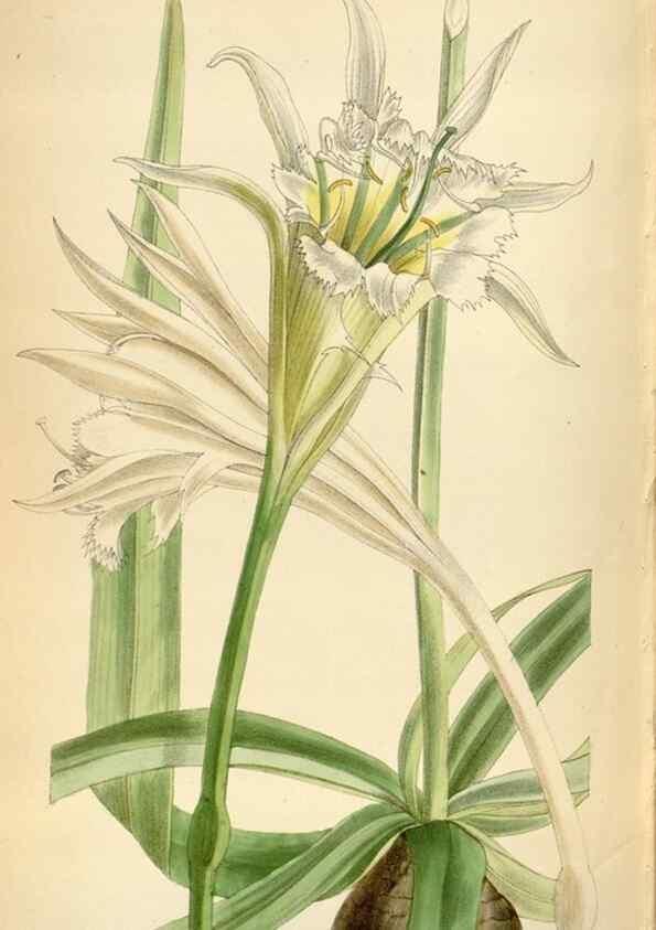 Reproducción/Reproduction 35230569252: Curtis's botanical magazine.. London ; New York [etc.] :Academic Press [etc.]