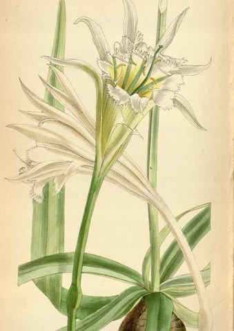 Reproducción/Reproduction 35230569252: Curtis's botanical magazine.. London ; New York [etc.] :Academic Press [etc.]
