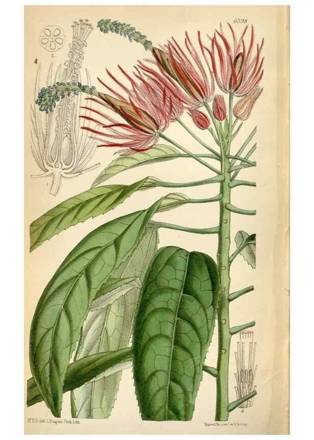 Reproducción/Reproduction 35230571482: Curtis's botanical magazine.. London ; New York [etc.] :Academic Press [etc.]