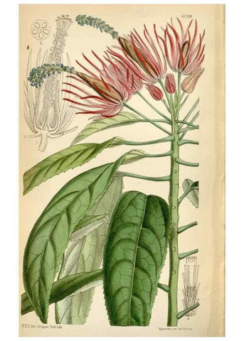 Reproducción/Reproduction 35230571482: Curtis's botanical magazine.. London ; New York [etc.] :Academic Press [etc.]