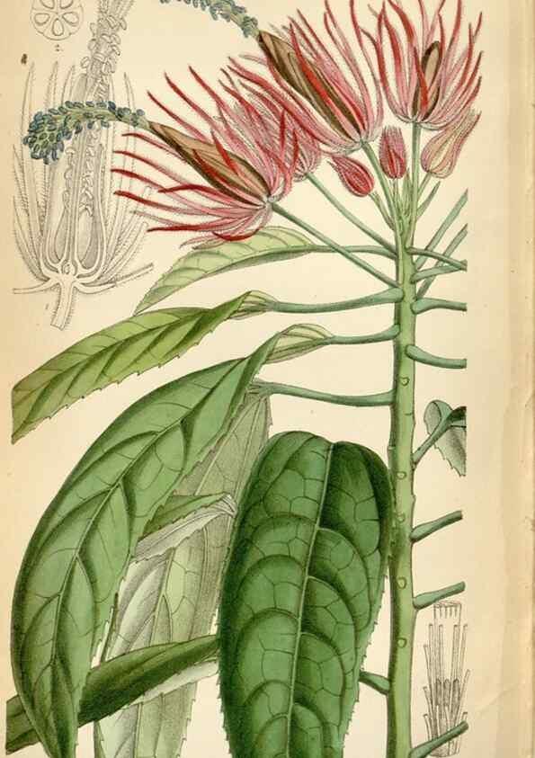 Reproducción/Reproduction 35230571482: Curtis's botanical magazine.. London ; New York [etc.] :Academic Press [etc.]