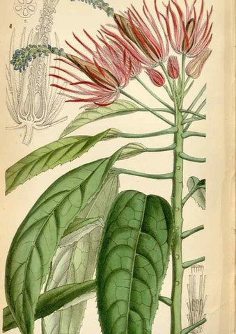 Reproducción/Reproduction 35230571482: Curtis's botanical magazine.. London ; New York [etc.] :Academic Press [etc.]