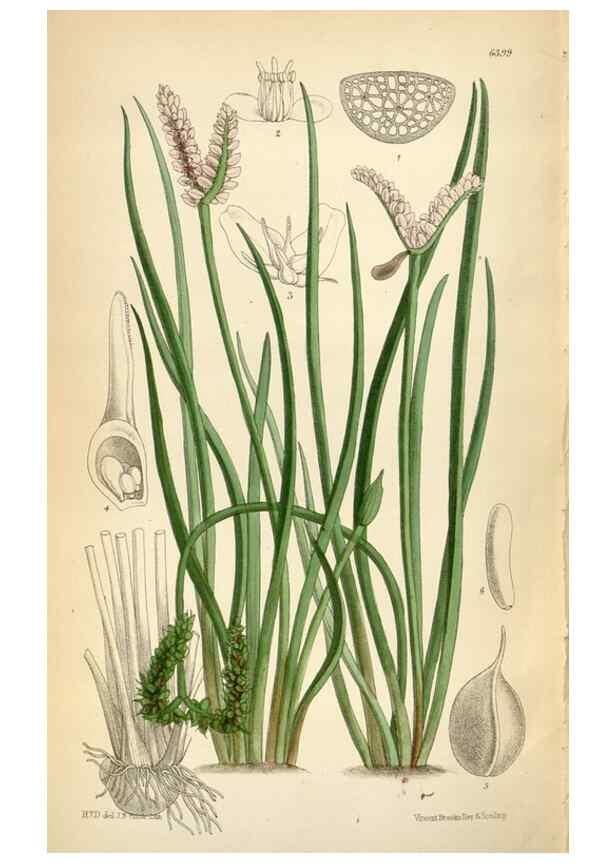 Reproducción/Reproduction 35230573982: Curtis's botanical magazine.. London ; New York [etc.] :Academic Press [etc.]