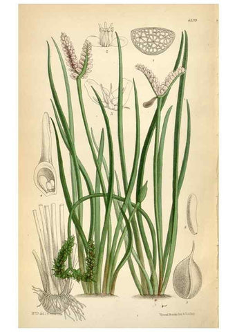 Reproducción/Reproduction 35230573982: Curtis's botanical magazine.. London ; New York [etc.] :Academic Press [etc.]