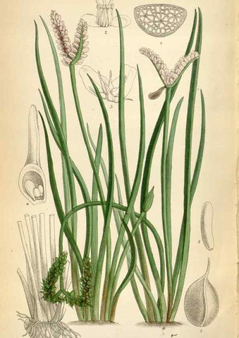 Reproducción/Reproduction 35230573982: Curtis's botanical magazine.. London ; New York [etc.] :Academic Press [etc.]