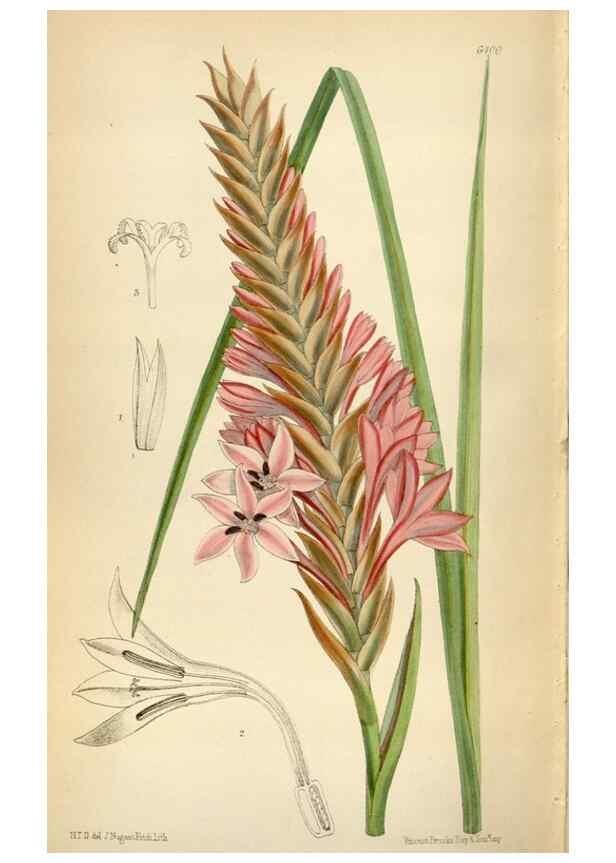 Reproducción/Reproduction 35230576082: Curtis's botanical magazine.. London ; New York [etc.] :Academic Press [etc.]