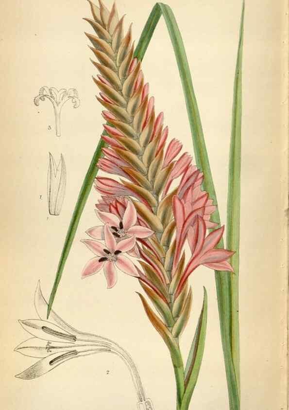 Reproducción/Reproduction 35230576082: Curtis's botanical magazine.. London ; New York [etc.] :Academic Press [etc.]