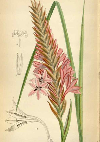 Reproducción/Reproduction 35230576082: Curtis's botanical magazine.. London ; New York [etc.] :Academic Press [etc.]
