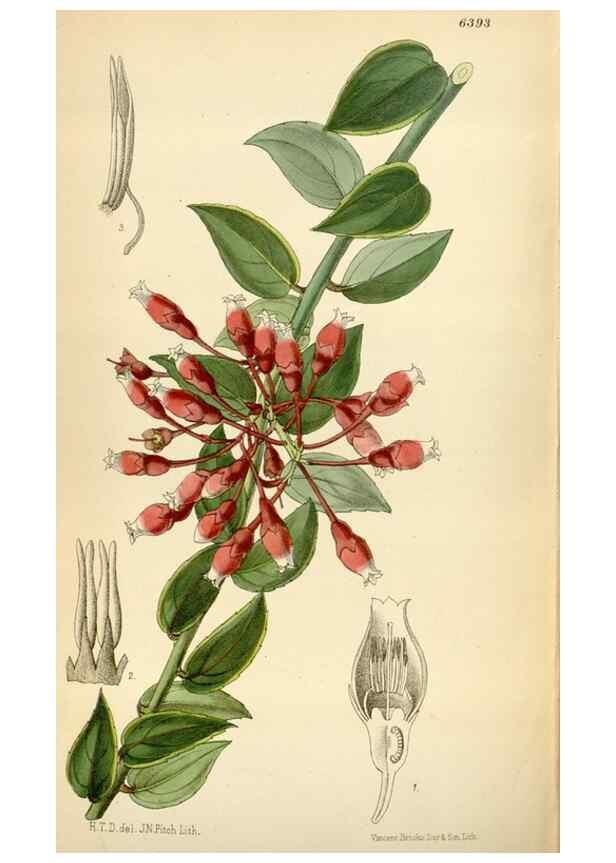 Reproducción/Reproduction 35357726296: Curtis's botanical magazine.. London ; New York [etc.] :Academic Press [etc.]