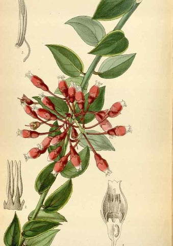 Reproducción/Reproduction 35357726296: Curtis's botanical magazine.. London ; New York [etc.] :Academic Press [etc.]