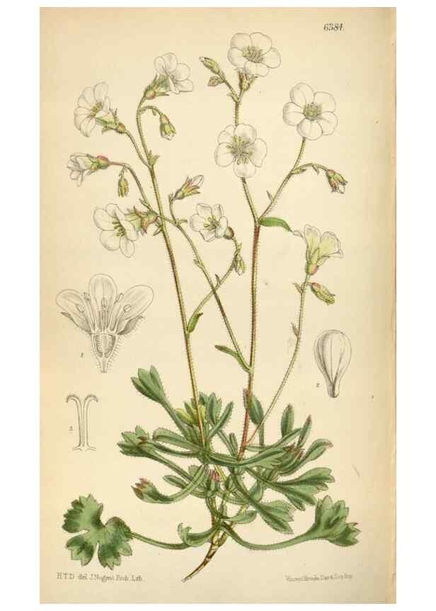 Reproducción/Reproduction 35396771245: Curtis's botanical magazine.. London ; New York [etc.] :Academic Press [etc.]