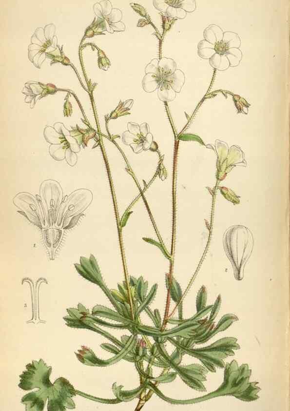 Reproducción/Reproduction 35396771245: Curtis's botanical magazine.. London ; New York [etc.] :Academic Press [etc.]