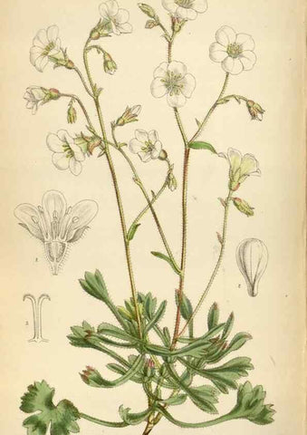 Reproducción/Reproduction 35396771245: Curtis's botanical magazine.. London ; New York [etc.] :Academic Press [etc.]