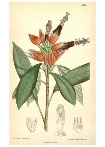 Reproducción/Reproduction 35230709512: Curtis's botanical magazine.. London ; New York [etc.] :Academic Press [etc.]