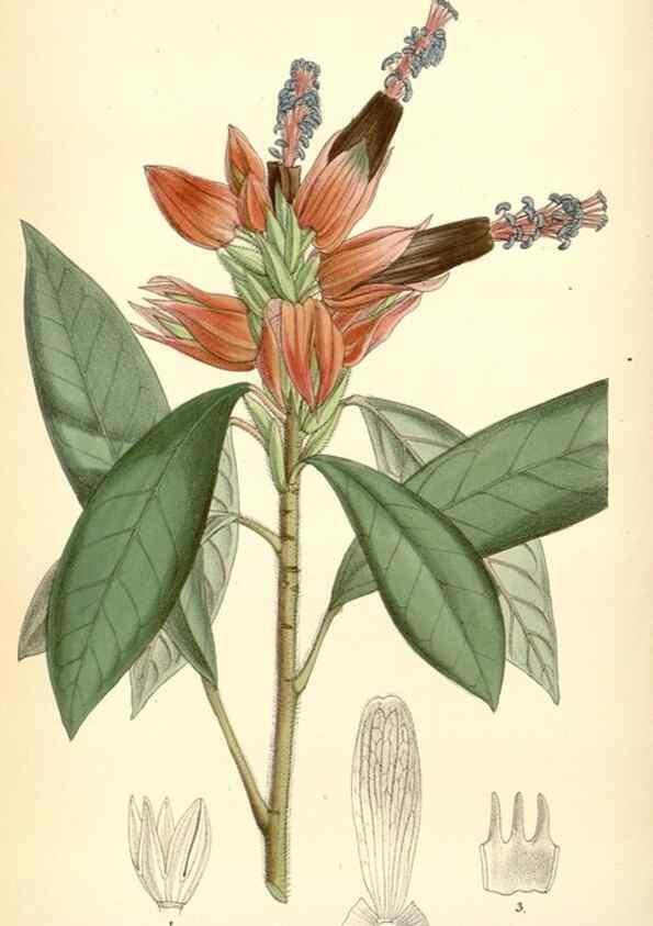 Reproducción/Reproduction 35230709512: Curtis's botanical magazine.. London ; New York [etc.] :Academic Press [etc.]