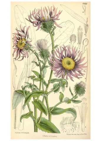 Reproducción/Reproduction 35230717182: Curtis's botanical magazine.. London ; New York [etc.] :Academic Press [etc.]