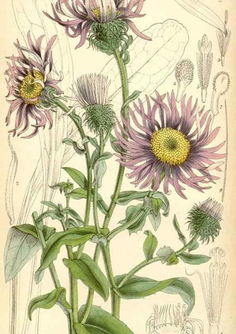 Reproducción/Reproduction 35230717182: Curtis's botanical magazine.. London ; New York [etc.] :Academic Press [etc.]