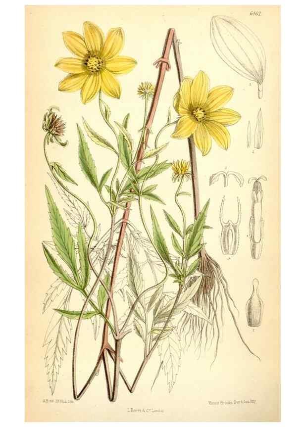 Reproducción/Reproduction 35397046265: Curtis's botanical magazine.. London ; New York [etc.] :Academic Press [etc.]