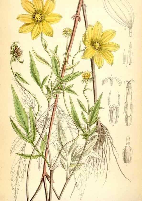 Reproducción/Reproduction 35397046265: Curtis's botanical magazine.. London ; New York [etc.] :Academic Press [etc.]