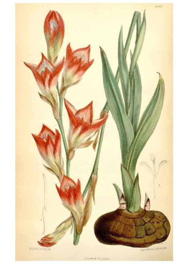 Reproducción/Reproduction 35397048525: Curtis's botanical magazine.. London ; New York [etc.] :Academic Press [etc.]