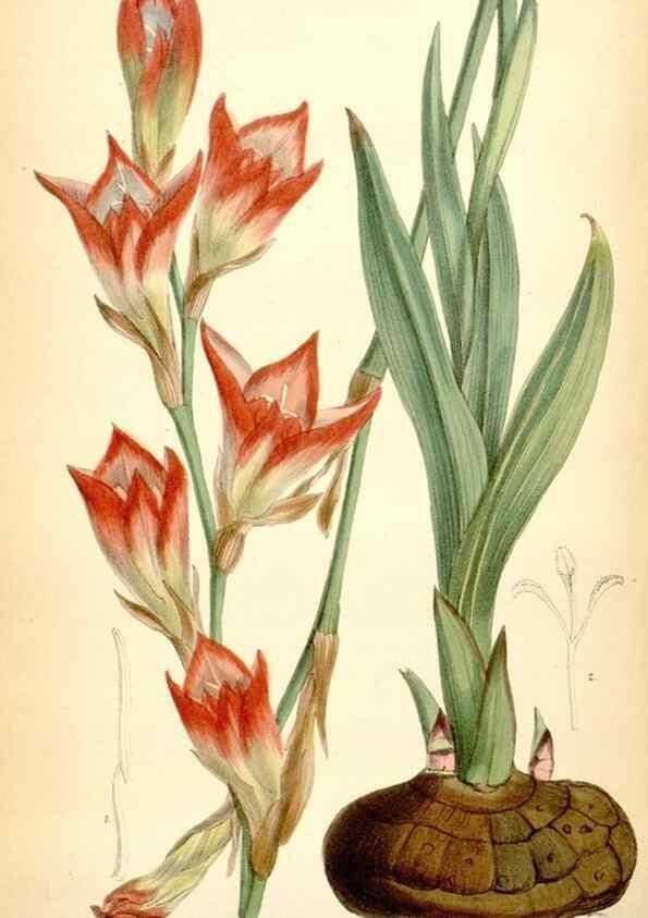 Reproducción/Reproduction 35397048525: Curtis's botanical magazine.. London ; New York [etc.] :Academic Press [etc.]