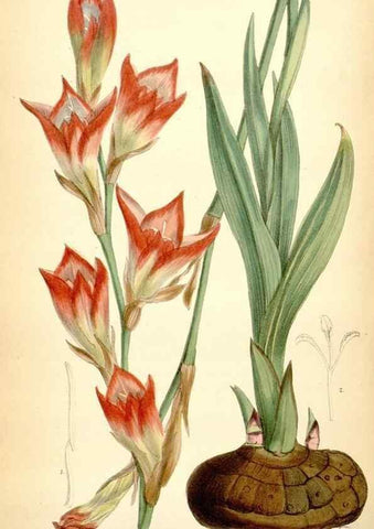 Reproducción/Reproduction 35397048525: Curtis's botanical magazine.. London ; New York [etc.] :Academic Press [etc.]