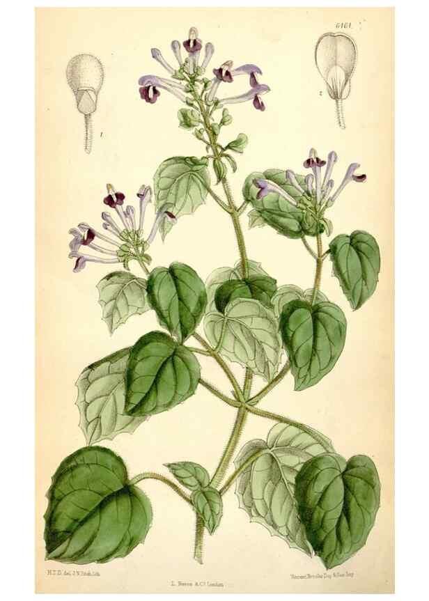 Reproducción/Reproduction 35397050815: Curtis's botanical magazine.. London ; New York [etc.] :Academic Press [etc.]