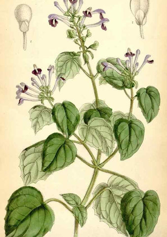 Reproducción/Reproduction 35397050815: Curtis's botanical magazine.. London ; New York [etc.] :Academic Press [etc.]