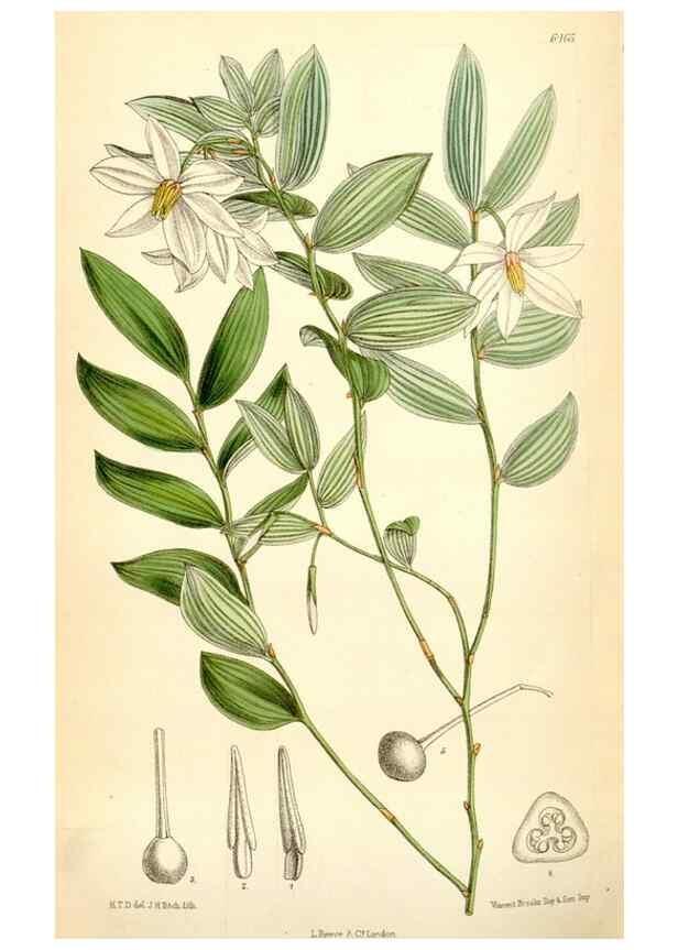 Reproducción/Reproduction 35397052835: Curtis's botanical magazine.. London ; New York [etc.] :Academic Press [etc.]