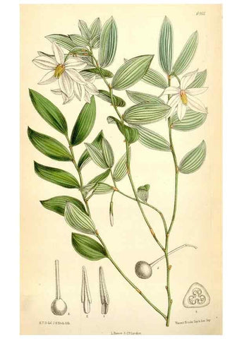 Reproducción/Reproduction 35397052835: Curtis's botanical magazine.. London ; New York [etc.] :Academic Press [etc.]