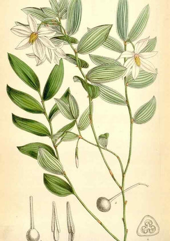 Reproducción/Reproduction 35397052835: Curtis's botanical magazine.. London ; New York [etc.] :Academic Press [etc.]
