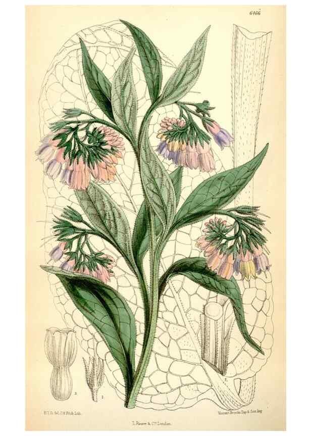 Reproducción/Reproduction 35230796552: Curtis's botanical magazine.. London ; New York [etc.] :Academic Press [etc.]