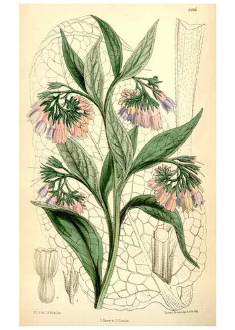 Reproducción/Reproduction 35230796552: Curtis's botanical magazine.. London ; New York [etc.] :Academic Press [etc.]