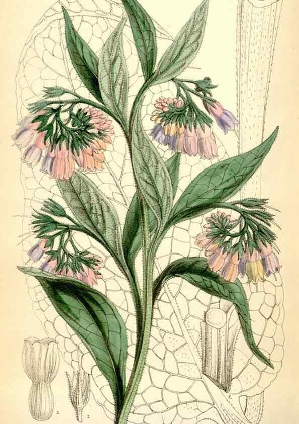 Reproducción/Reproduction 35230796552: Curtis's botanical magazine.. London ; New York [etc.] :Academic Press [etc.]