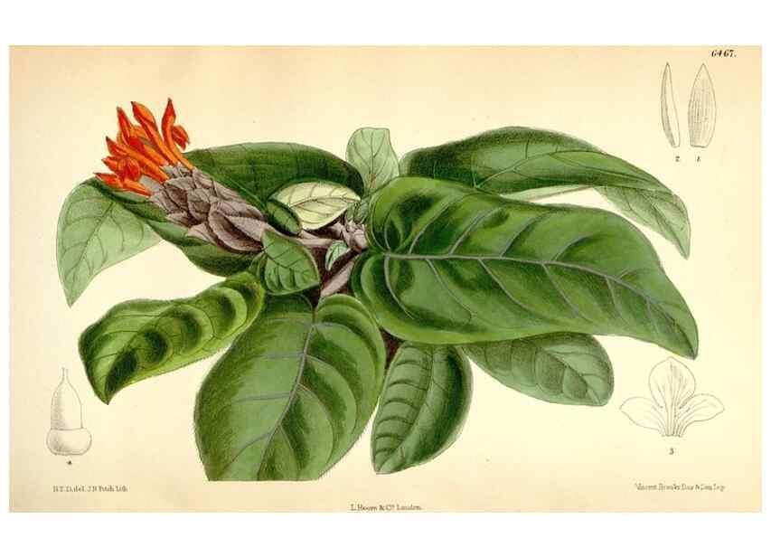 Reproducción/Reproduction 35397056375: Curtis's botanical magazine.. London ; New York [etc.] :Academic Press [etc.]