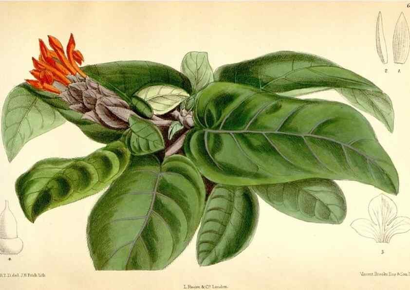 Reproducción/Reproduction 35397056375: Curtis's botanical magazine.. London ; New York [etc.] :Academic Press [etc.]