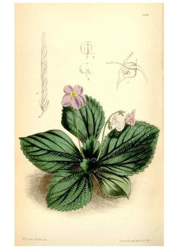 Reproducción/Reproduction 35397058215: Curtis's botanical magazine.. London ; New York [etc.] :Academic Press [etc.]