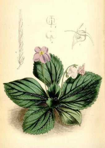 Reproducción/Reproduction 35397058215: Curtis's botanical magazine.. London ; New York [etc.] :Academic Press [etc.]