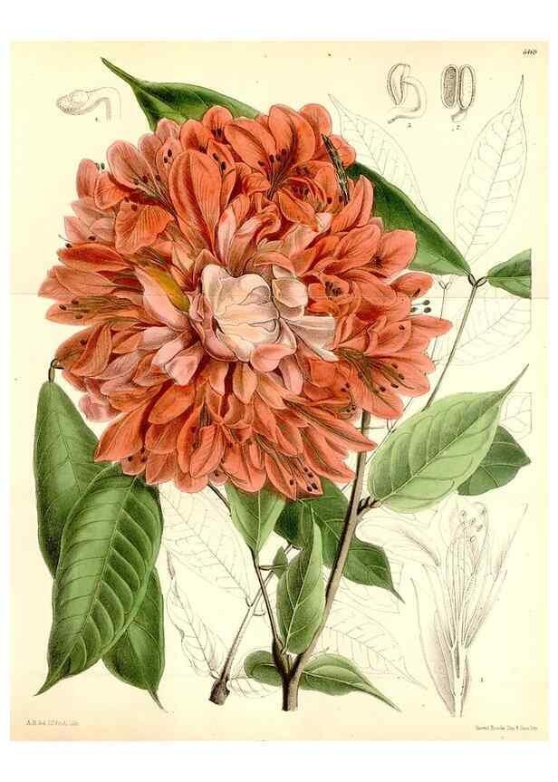 Reproducción/Reproduction 34587797013: Curtis's botanical magazine.. London ; New York [etc.] :Academic Press [etc.]