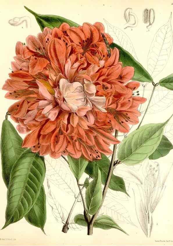 Reproducción/Reproduction 34587797013: Curtis's botanical magazine.. London ; New York [etc.] :Academic Press [etc.]